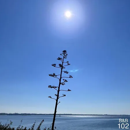 102 *